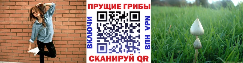 omg как зайти  Гаджиево  Галлюциногенные грибы мухоморы 